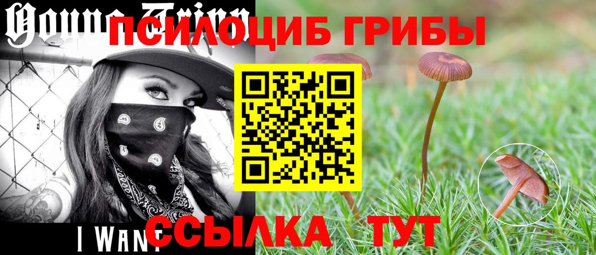Псилоцибиновые грибы Cubensis Зима